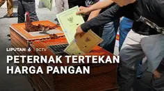 Peternak Tertekan Harga Pakan