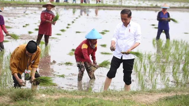 Genjot Ketersediaan Beras Nasional, Presiden Jokowi Didampingi Mentan SYL  Lakukan Percepatan Tanam Padi di Tuban