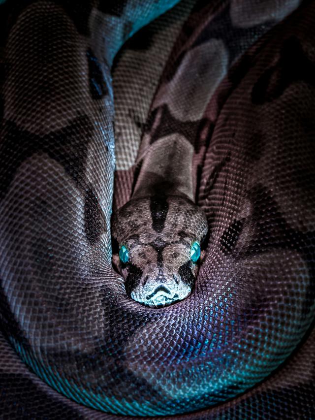 Cara Mencegah dan Menangani Gigitan Ular Kobra yang Bisa Mematikan