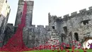 Ribuan keramik berbentuk bunga Poppy seolah tumpah dari puncak benteng di Caernarfon Castle, Wales, Senin (17/10). Keramik bunga Poppy ini adalah karya seniman Paul Cummins dan desainer Tom Piper. (REUTERS / Rebecca Naden)