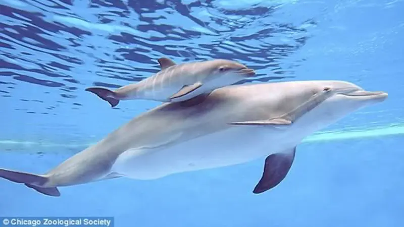 Menakjubkan, Saat Bayi Lumba-lumba Lahir Terekam Kamera