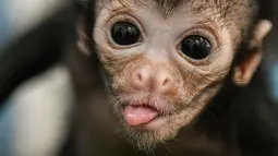 Ekspresi Olivia, seekor monyet laba-laba berusia 25 saat dirawat di klinik kebun binatang Cali, di Kolombia (19/10). Olivia ditemukan tidak sadar sekitar seminggu yang lalu usai terjatuh dari pelukan ibunya. (AFP Photo/Luis Robayo)