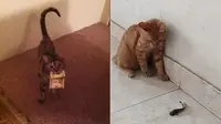 10 Potret Kucing Bawa Pulang Hadiah Untuk Majikan Ini Bikin Geleng Kepala