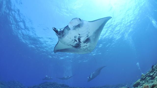 Spot Diving Terbaik untuk Melihat Pari Manta di Indonesia