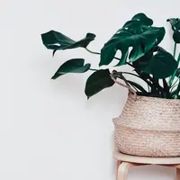 Ilustrasi Tanaman Hias | pexels.com/@content-pixie-1405717