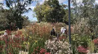Bunga Liar di Kings Park, Australia Barat (Liputan6.com/Shinta NM Sinaga)