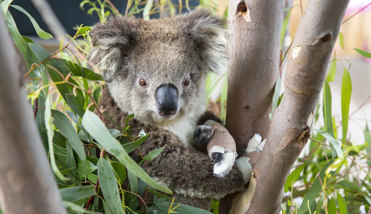 Koala dengan cakar yang dibalut perban duduk di antara daun eukaliptus di dekat Klinik Dokter Hewan Kebun Binatang Melbourne, 6 Desember 2020. Sejumlah koala yang terluka parah akibat kebakaran hutan besar di Australia musim panas lalu akhirnya kembali ke alam liar. (Xinhua/Kebun Binatang Victoria)
