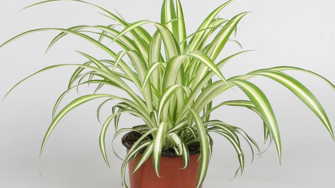 spider plant