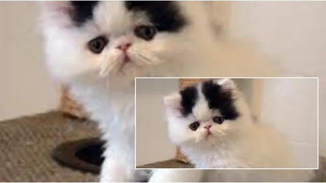 Courtesy oldkittenads.co.uk