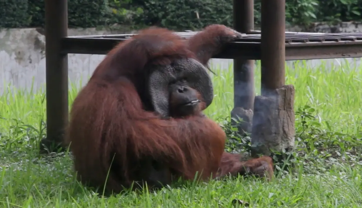 Potongan gambar dari video memperlihatkan orangutan bernama Ozon mengisap rokok di dalam kandangnya di Kebun Binatang Bandung, Jawa Barat, 4 Maret 2018. Orangutan 22 tahun itu mengisap rokok yang dilempar secara sengaja oleh pengunjung. (AP Photo)
