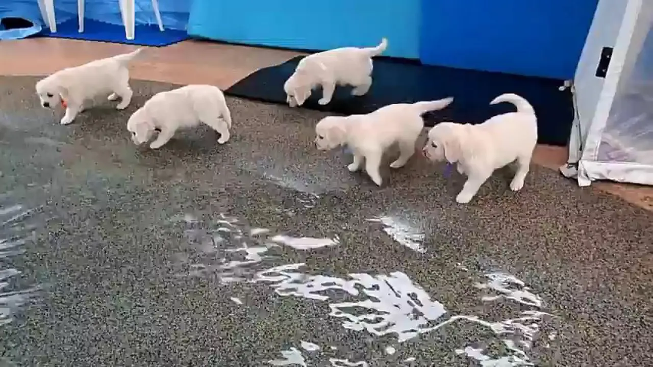 Lucunya Gerombolan Anak Anjing Masuk Kolam Pertama Kalinya 