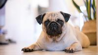Pug dog. (Photo: Mink Mingle/Unsplash)