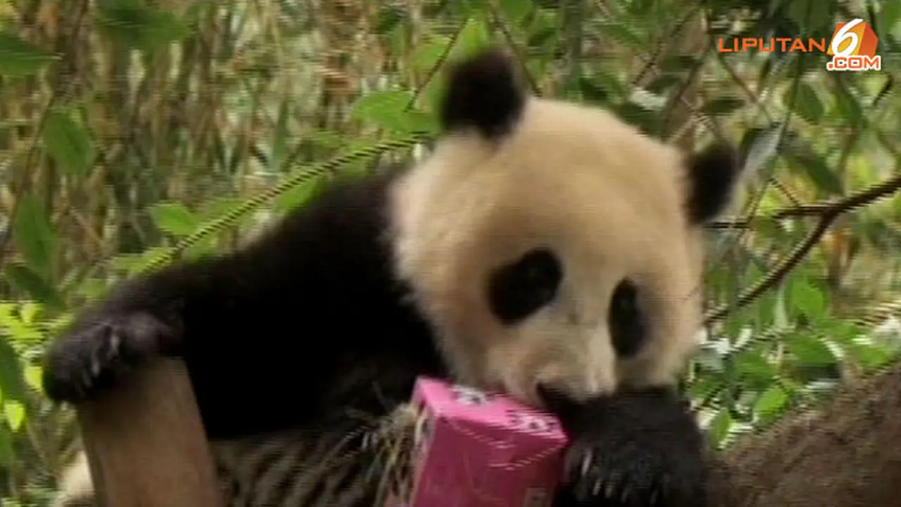 ultah-panda-130730b.jpg