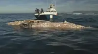 Kelompok peneliti di perairan di Afrika Selatan mengirim saalah satu anggotanya untuk memanjat bangkai ikan paus yang mengambang. 
