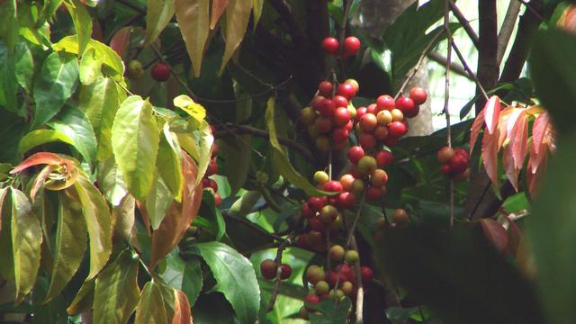 Buah Asli Indonesia (sumber: wikipedia)