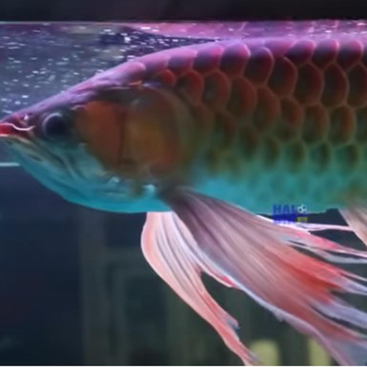 Ikan arwana jenis Kumpai