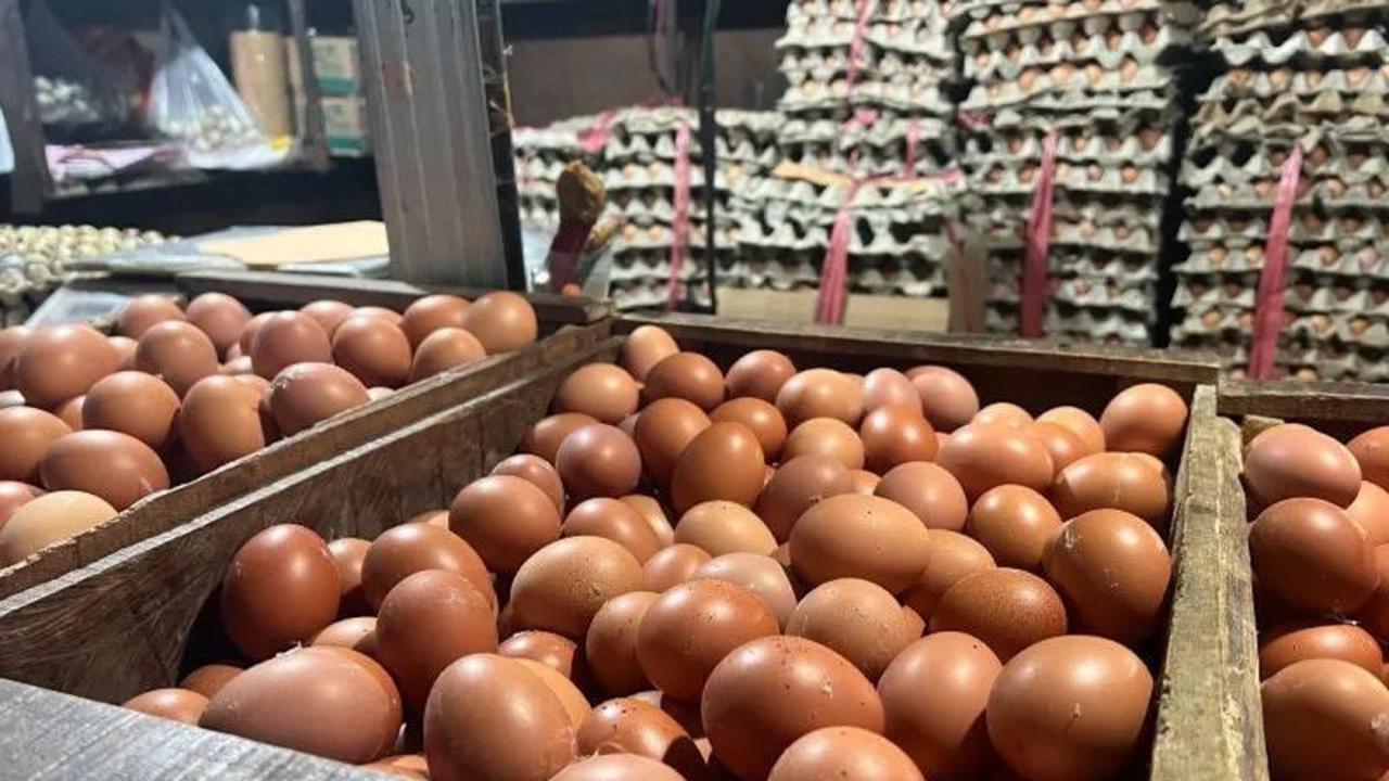Penguatan Serapan Telur Peternak: Kementan dan Pemda Bersinergi Jaga Stabilitas Harga