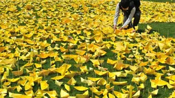 Seorang mahasiswa menaruh kapal kertas kuning yang disusun menjadi bentuk hati pada peringatan bagi korban feri 'Sewol' di Balai Kota Seoul, Rabu (7/5/14). (AFP PHOTO/JUNG YEON-JE)