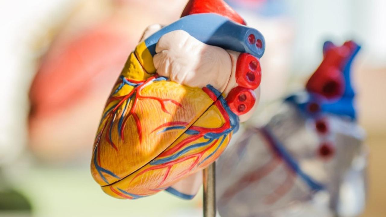 Ilustrasi jantung, sistem peredaran darah, organ tubuh