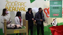 Dua bayi panda yang bernama Yuandudu dan Huanlili itu lahir pada musim panas 2021. Keduanya lahir dari pasangan panda, yakni Huan Huan dan Yuan Zi, yang dikirim pemerintah Republik Rakyat China ke Prancis pada 2012. (AFP/Guillaume Souvant)