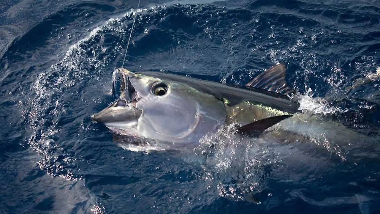 Ikan Tuna Sirip Kuning. (Foto: WWF)
