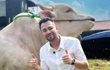Luar Biasa! Raffi Ahmad Kurban 22 Ekor Sapi dan 90 Domba di Idul Adha 2025, Bentuk Syukur dan Kepedulian