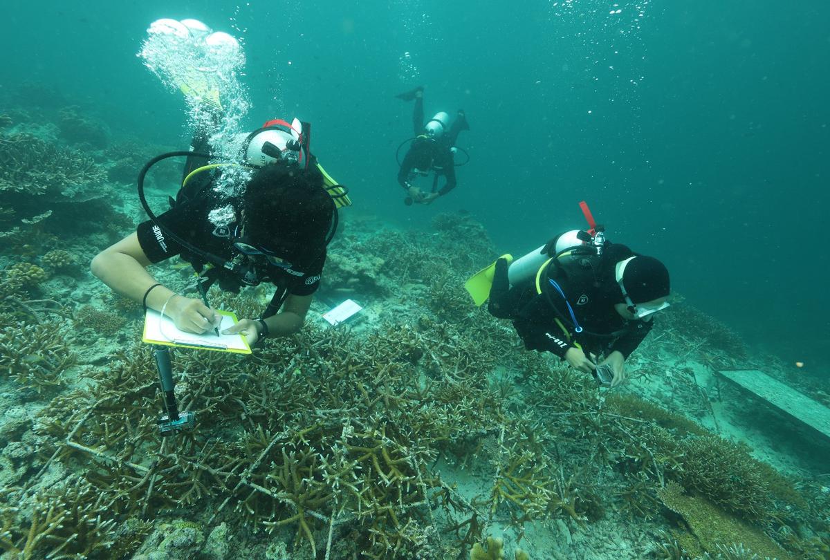 BRI Menanam Grow & Green di Pulau Maratua, Kabupaten Berau, Provinsi Kalimantan Timur
