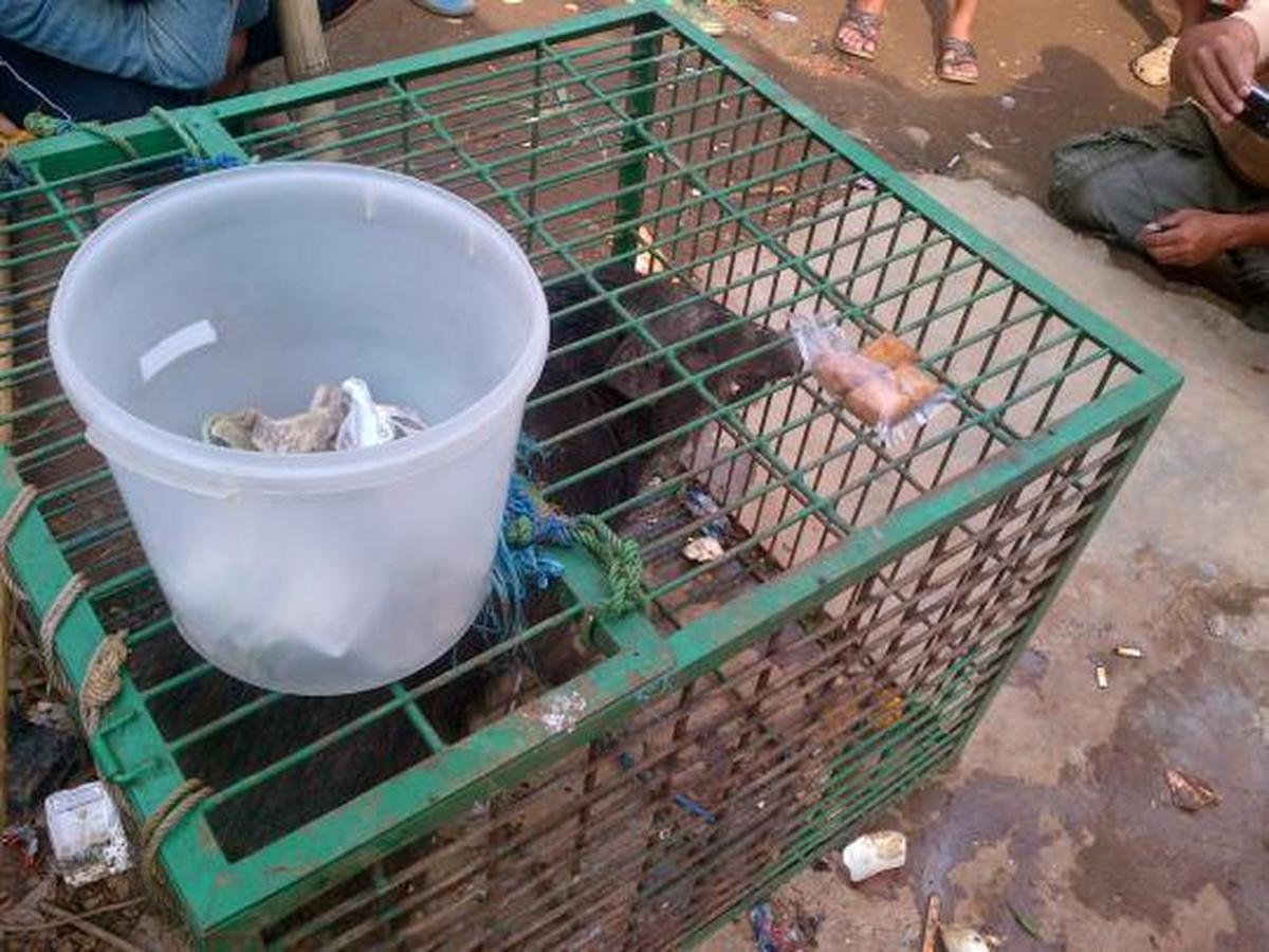 Penasaran, warga ramai-ramai tonton 'babi ngepet'