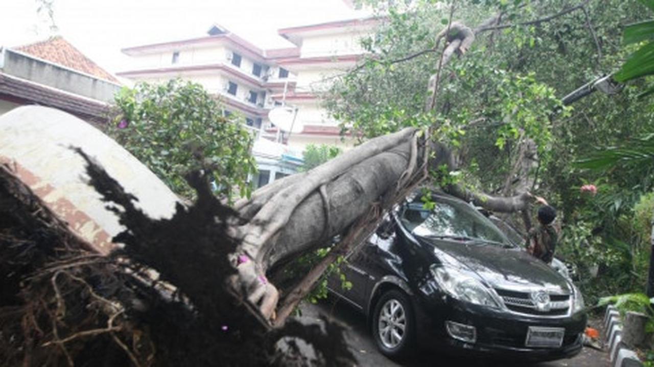 Turun tangan cek pohon tumbang