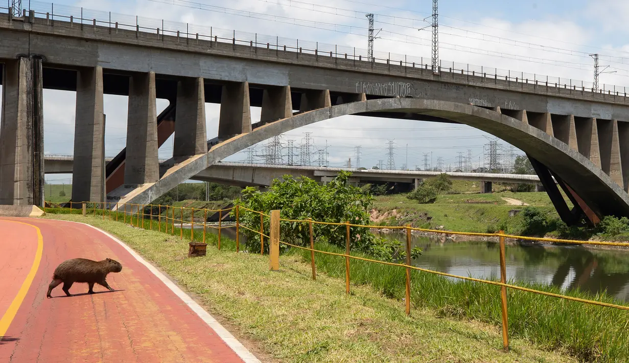 Kapibara melintasi jalur sepeda di tepian Sungai Pinheiros di Sao Paulo, 22 Oktober 2020. Akibat pembuangan limbah domestik dan padat selama bertahun-tahun, pemerintah Sao Paulo kembali mencoba membersihkan Sungai Pinheiros yang dianggap sebagai salah satu paling tercemar di Brasil (AP/Andre Penner)