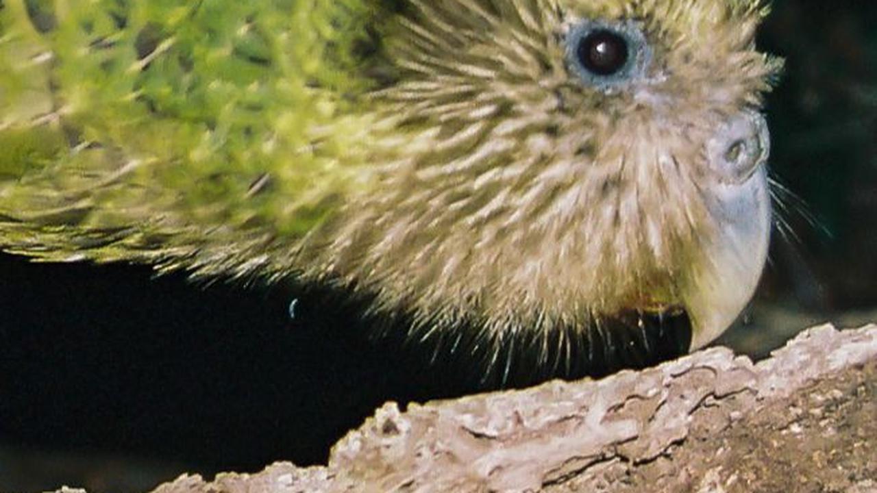 2. Kākāpō<br>