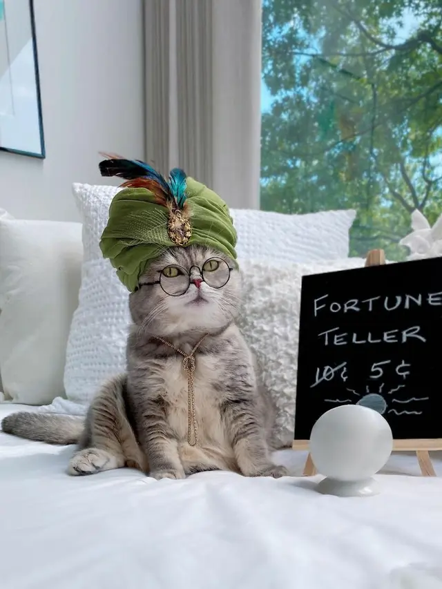 Kenalkan Benson, Kucing Jalanan yang Berubah Jadi Stylish Setelah Diadopsi