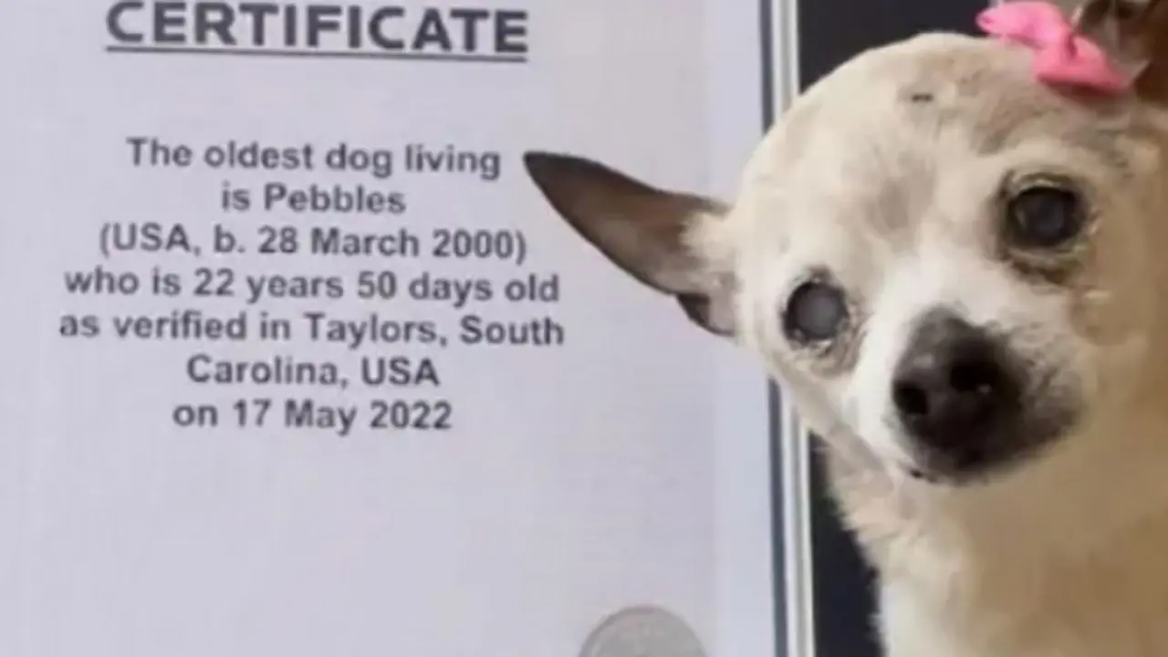 Berusia 22 Tahun, Ini Dia Anjing Tertua di Dunia yang Pecahkan Rekor