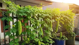 7 Cara Menanam Pare di Pagar Besi Vertikal, Kebun Sayur Hemat Lahan untuk Rumah Mungil