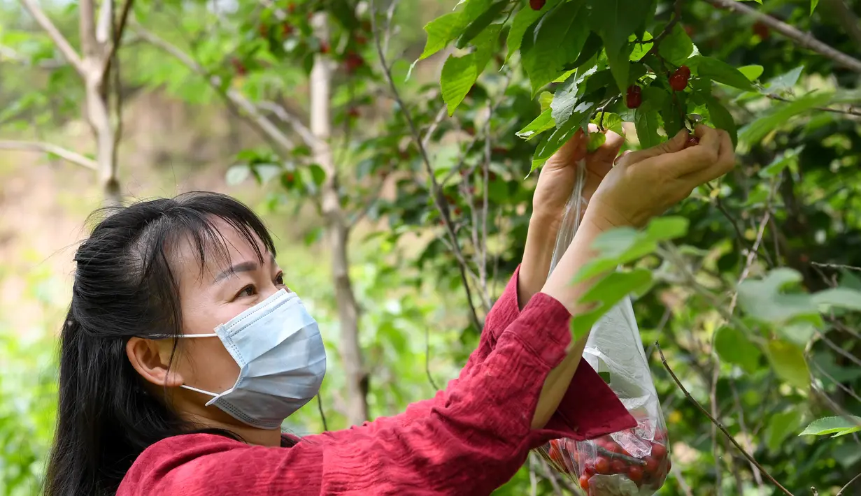 Seorang wisatawan memetik sejumlah ceri dalam festival ceri yang digelar di kawasan wisata Cherry Vale di Distrik Erqi, Zhengzhou, Provinsi Henan, China tengah, (6/5/2020). (Xinhua/Hao Yuan)