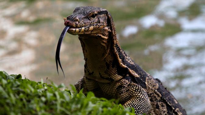 Aneh Bayi Manusia Ini Punya Saudara Kembar Seekor Biawak Citizen6 Liputan6 Com