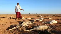 Warga menunjukkan bangkai hewan yang ditemukan mati kekeringan di Dahar, Puntland, Somalia (15/12). Puluhan hewan ternak dan liar mati mengenaskan sejak beberapa bulan terakhir akibat musim kemarau panjang di wilayah Somalia. (REUTERS/Feisal Omar)