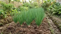 7 Tips Merawat Tanaman Bawang Merah agar Tidak Busuk Sebelum Waktu Panen dan Tumbuh Subur