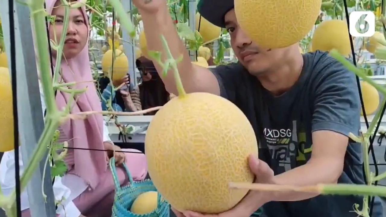 Ngabuburit Petik Buah
