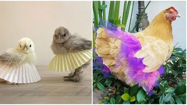 Pria Ini Buat Rok untuk Ayam, Alasannya Bikin Geleng Kepala