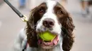 Seekor anjing polisi membawa bola tenis di mulutnya pada hari kedua turnamen tenis Wimbledon 2019 di The All England Tennis Club, London (2/7/2019). Turnamen tenis Kejuaraan Wimbledon ini dimulai 1 Juli-14 Juli 2019. (AFP Photo/Daniel Leal-Olivas)