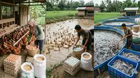 Ternak di Lahan 4x5 Meter: Pilih Ayam, Bebek, atau Lele?