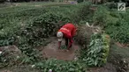 Petani mencuci kangkung menggunakan air kubangan di perkebunan sayuran kawasan Sunter, Jakarta, Selasa (9/7/2019). Akibat kemarau, lahan pertanian di kawasan tersebut mengalami kekeringan sehingga petani terpaksa menggunakan air dari selokan untuk menyiram sayuran. (merdeka.com/Iqbal S. Nugroho)