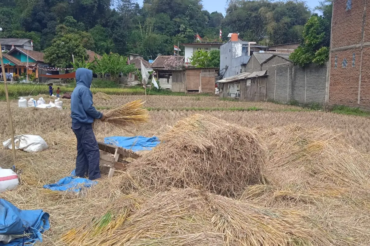 kekeringan, sawah, bandung barat