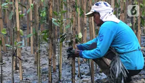 Penjaga kawasan melakukan penanaman Mangrove di area kawasan Eco Marine Mangrove Muara Angke Jakarta, kamis (7/12/2023). Sebanyak 5000 pohon mangrove ditanami guna untuk mengurangi lahan abrasi laut. (merdeka.com/Imam Buhori)
