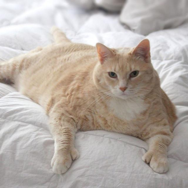 Bronson adalah kucing yang beratnya mencapai 15 kg/copyright instagram.com/imbronsoncat