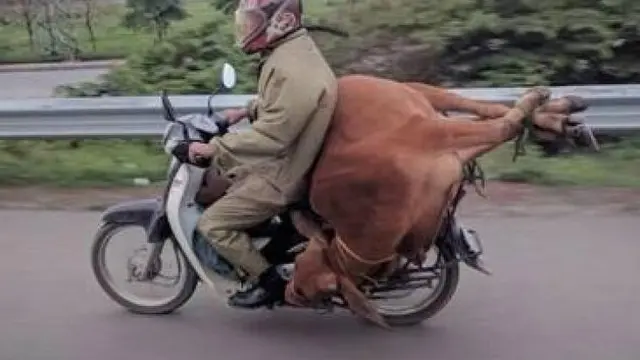 6 Potret Orang Bonceng Hewan Pakai Motor Ini Bikin Melongo