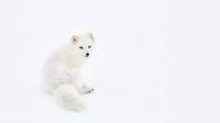 “White Arctic Fox” oleh Giovanni Frescura (Italia) | via: buzzfeed.com