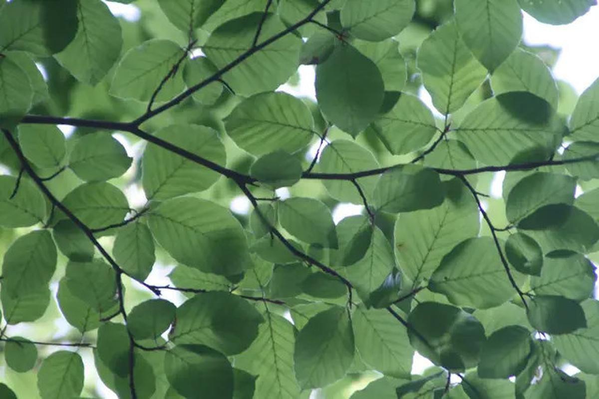 Manfaat Daun Herbal untuk Asam Urat, Simak Cara Pengolahannya