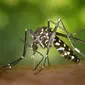 Nyamuk Aedes aegypti / Sumber: Pixabay